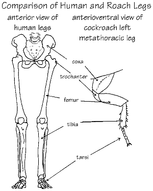 What are the parts of the human leg?